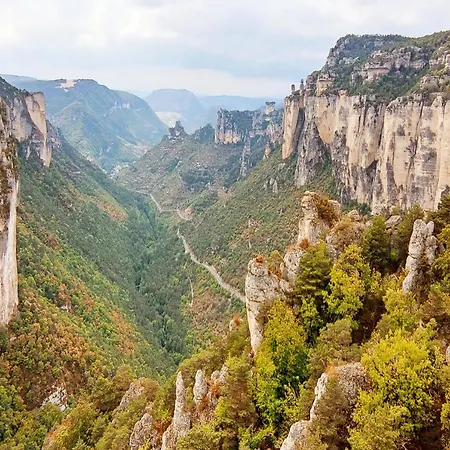 Dandelion Gorges Du Tarn *
